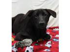 Adopt Lylla a Labrador Retriever, Border Collie