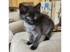 Adopt Isotope 14 a Domestic Short Hair