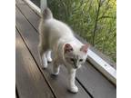 Adopt Chloe a Snowshoe, American Bobtail