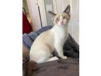Adopt Paige a Siamese, Snowshoe