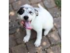 Adopt Roswell 12778 a Australian Shepherd, Mixed Breed