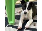 Adopt Clyde a Border Collie, Boxer