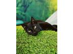 Adopt Chuck a Domestic Short Hair