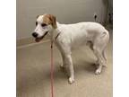 Adopt Dax a Treeing Walker Coonhound, Great Dane