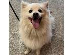 Adopt Linus a American Eskimo Dog