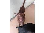 Adopt Brownie 122429 a Labrador Retriever, Australian Cattle Dog / Blue Heeler