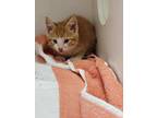 Adopt Jangle a Domestic Short Hair