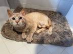 Adopt Tanner a Domestic Short Hair