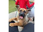 Adopt Chico a German Shepherd Dog, Shepherd