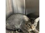 Adopt Luchy a Domestic Short Hair