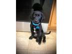 Adopt Frank a Labrador Retriever, Border Collie