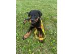 Adopt Jeff a Rottweiler, Labrador Retriever