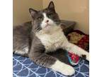 Adopt Duck a Domestic Medium Hair