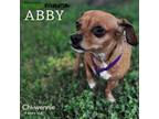 Adopt Abby a Chiweenie