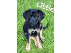 Adopt Little (in foster) a German Shepherd Dog, Treeing Walker Coonhound