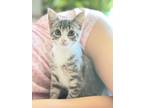 Adopt La a Domestic Short Hair