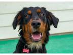 Adopt CHARLESTON a Gordon Setter