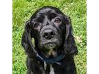 Adopt Andy a Cocker Spaniel