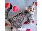 Adopt Orion a Tabby