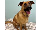 Adopt Chance a German Shepherd Dog, Mixed Breed