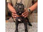 Cane Corso Puppy for sale in Barnegat, NJ, USA