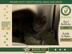 Adopt Smoky a Domestic Short Hair