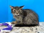 Adopt Daria a Domestic Long Hair