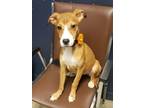 Adopt Liberty Bell a Mountain Cur