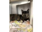 Adopt Aurora a Tortoiseshell