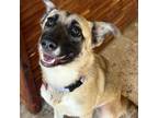 Adopt Smart Happy Lacy Lou a Belgian Shepherd / Malinois