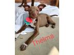 Adopt Thelma a Mixed Breed