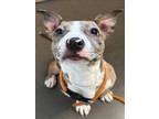 Adopt Juliet. a Pit Bull Terrier