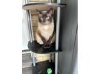 Adopt Soy a Siamese