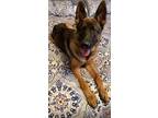Adopt Texas a Black - with Tan, Yellow or Fawn German Shepherd Dog / Mixed dog