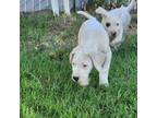 Dogo Argentino Puppy for sale in Atwater, CA, USA