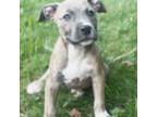 American Staffordshire Terrier Puppy for sale in Philadelphia, PA, USA