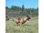 Belgian Malinois Puppy for sale in Woodland, WA, USA