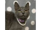 Adopt Breezy -$25 a Domestic Short Hair