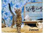 Adopt Jamison a Domestic Short Hair