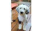 Adopt Charity a Sheepadoodle, Poodle