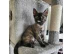 Adopt Lylla a Domestic Short Hair