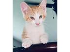 Adopt CJ a Domestic Short Hair