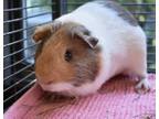 Adopt G-Force a Guinea Pig