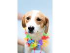 Adopt Deuce a Beagle