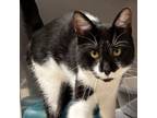 Adopt Sylvester a Domestic Short Hair