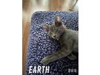 Adopt Earth a Russian Blue