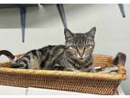 Adopt Miss Meow a Tabby