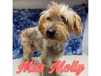 Adopt Good Golly Miss Molly a Yorkshire Terrier