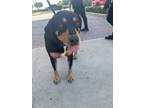 Adopt 53675980 a Rottweiler, Mixed Breed