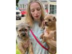 Adopt Flora & Percival a Yorkshire Terrier, Border Terrier